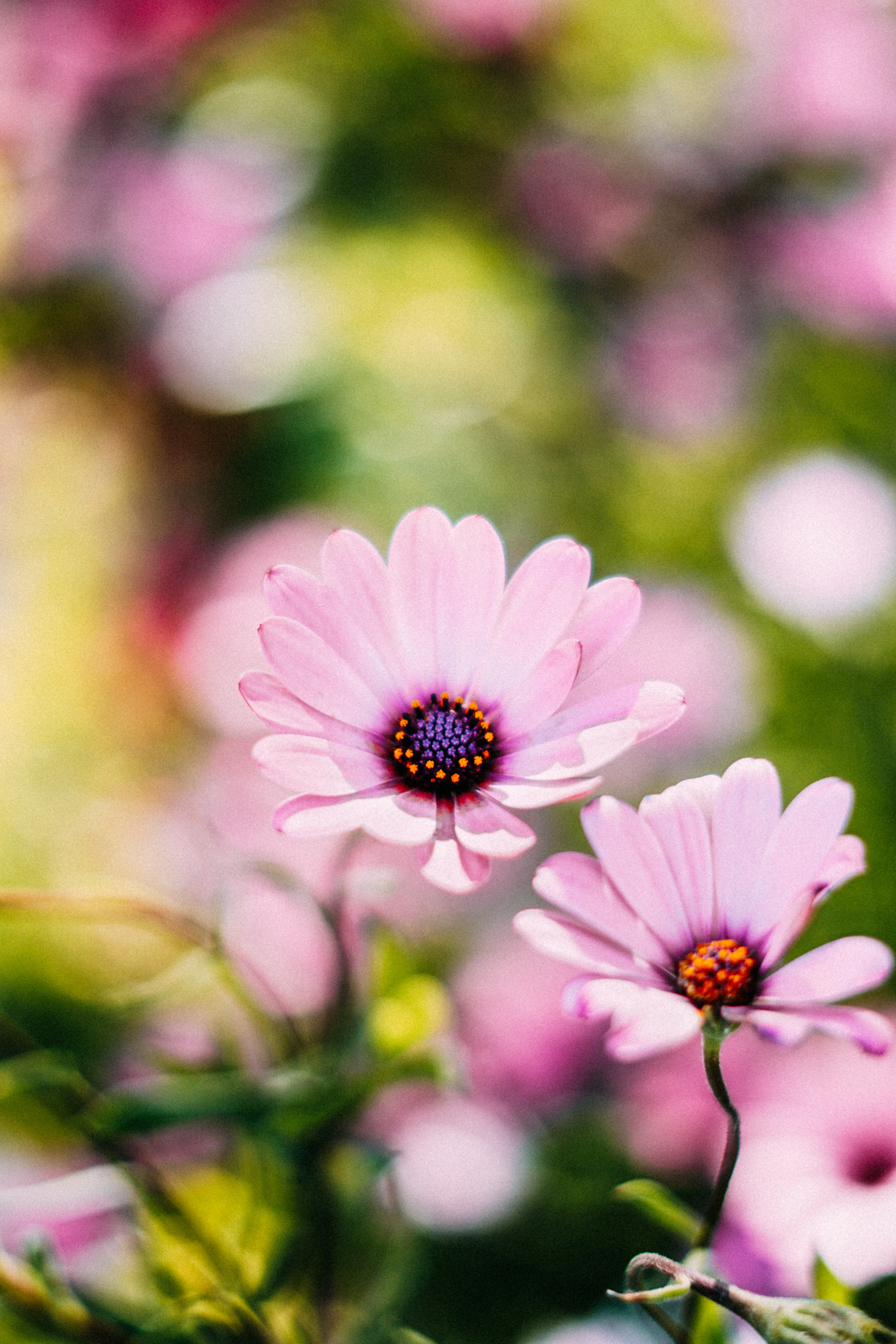 flower-price-1