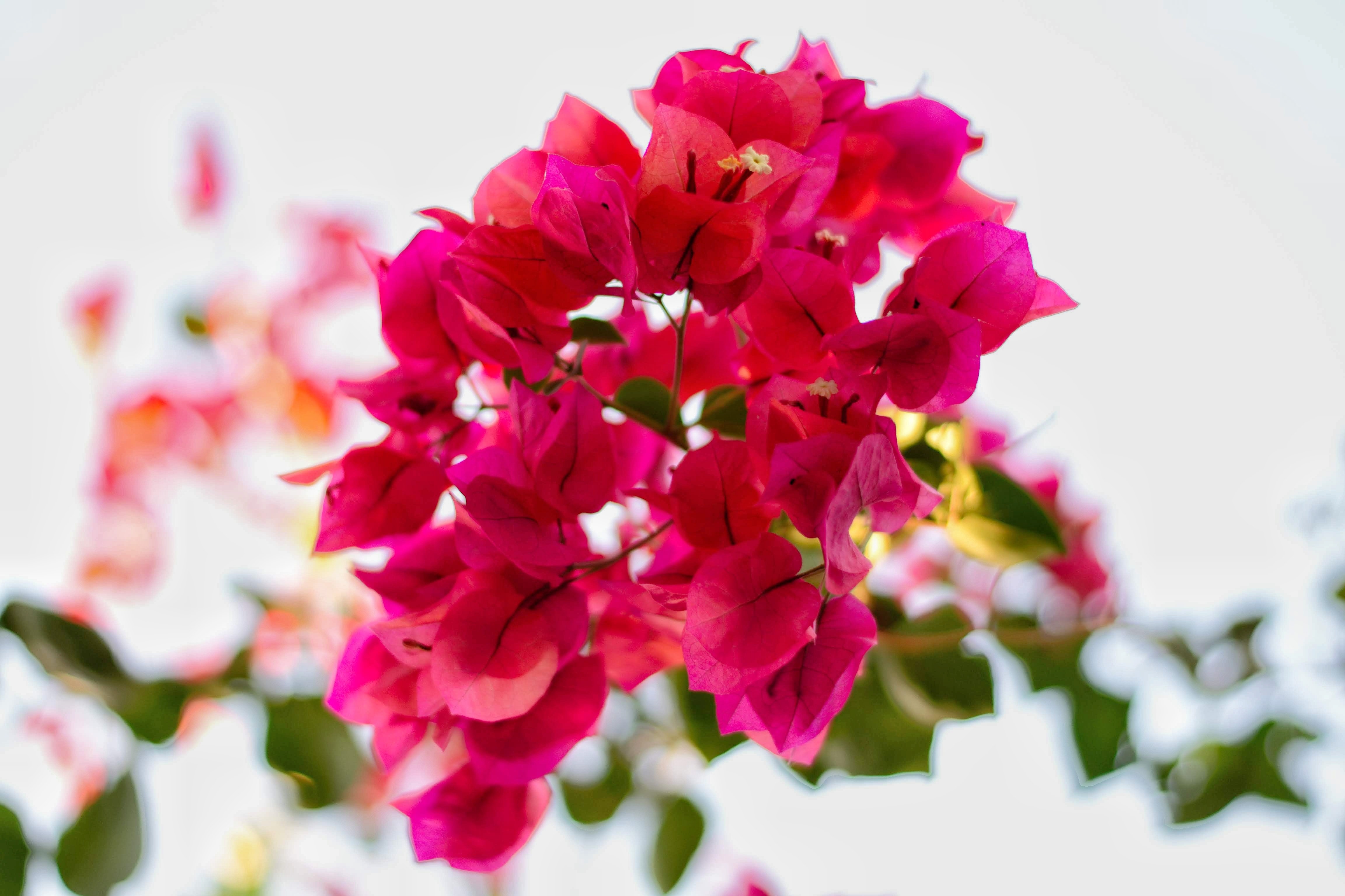 flower-price-3